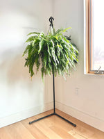 Monroe Trades 5' plant stand in indoor setting
